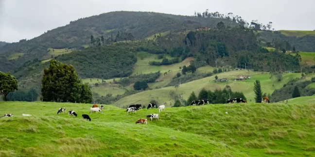 Zone agricole